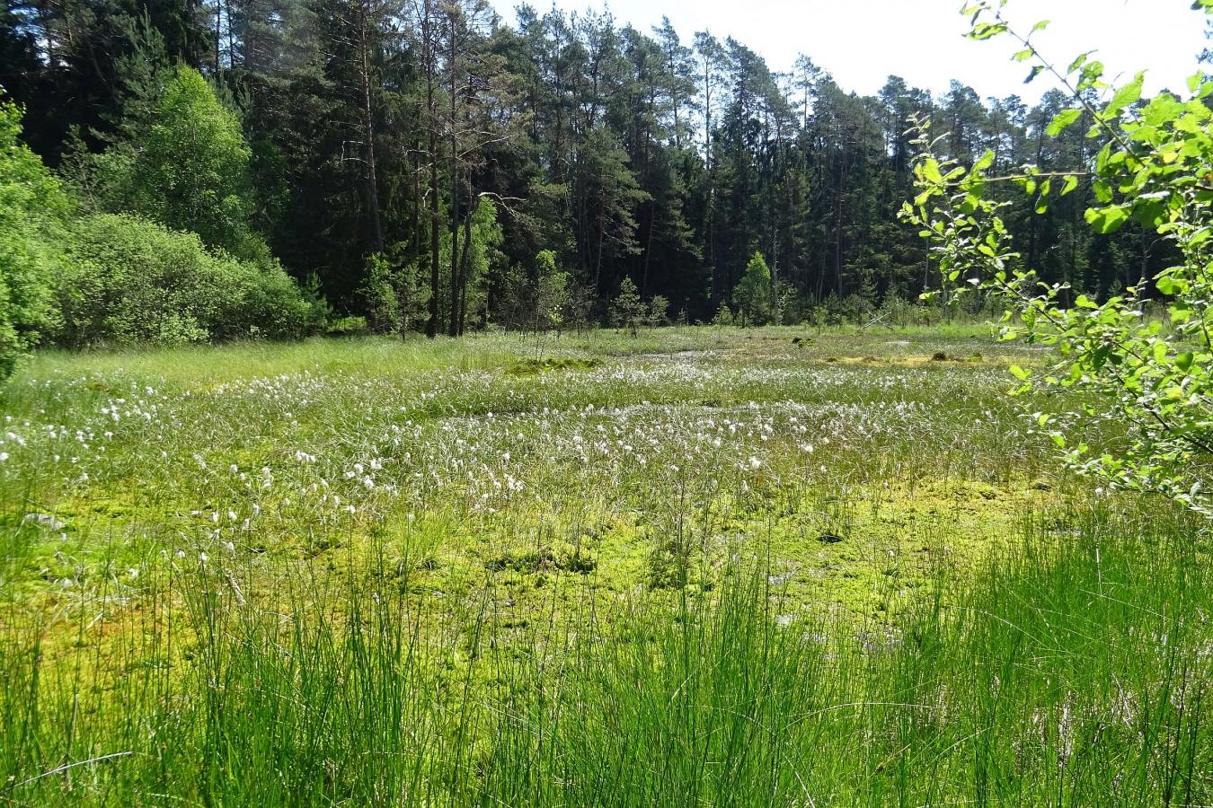 Moore gibt es auch in Mittelhessen – hier eine Aufnahme aus dem Burgwald. Foto: RP Gießen